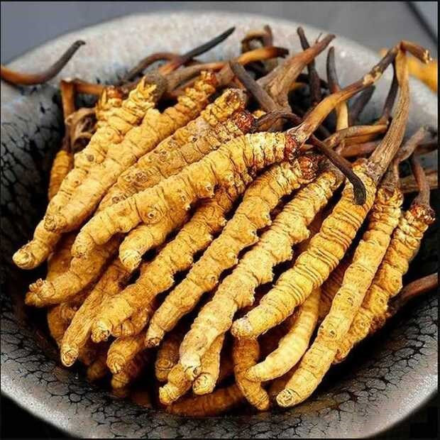 Đông trùng hạ thảo ATC