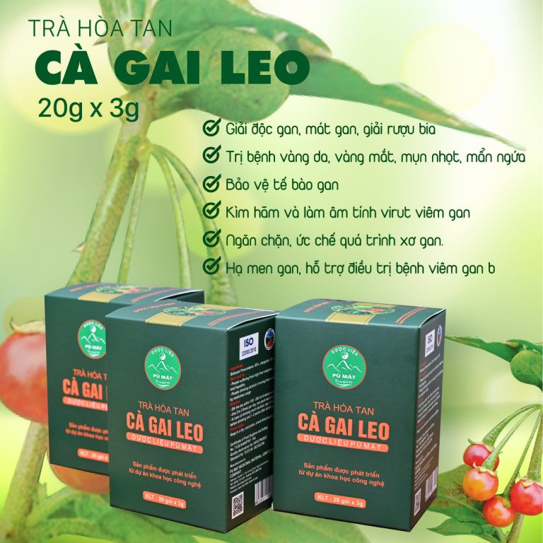 Trà hòa tan Cà gai leo
