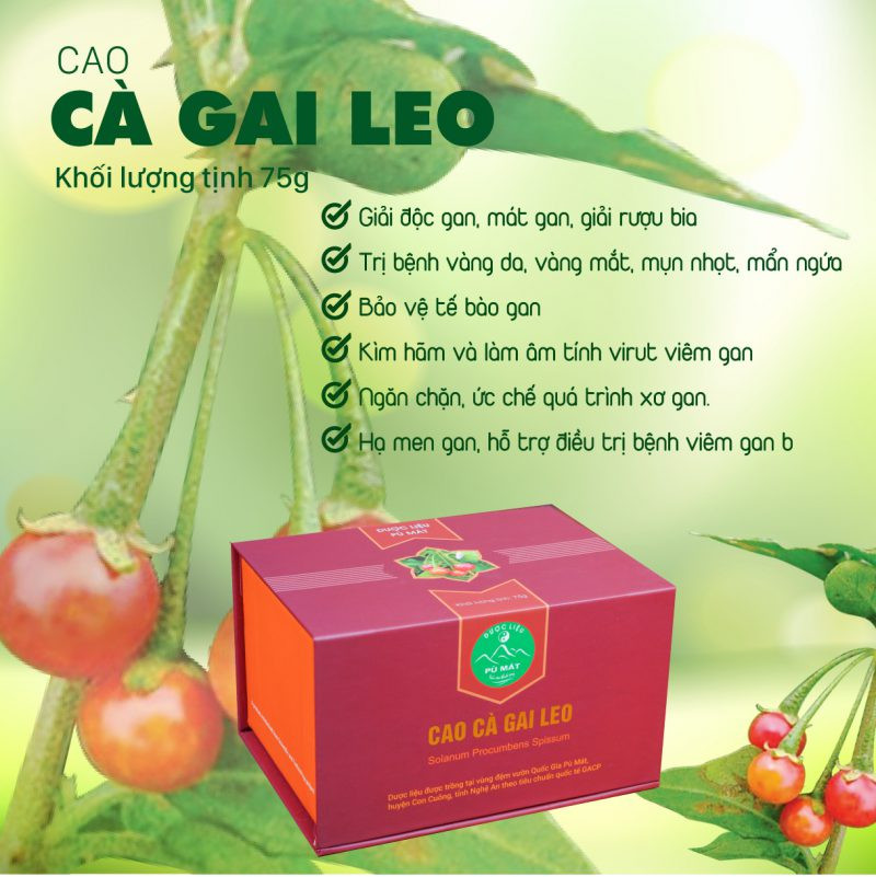 Cao cà gai leo
