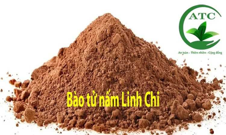Bào tử nấm linh chi ATC